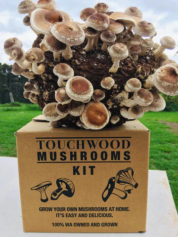 Touchwood Mushrooms Shiitake Mushroom Grow Kit [WA ONLY]